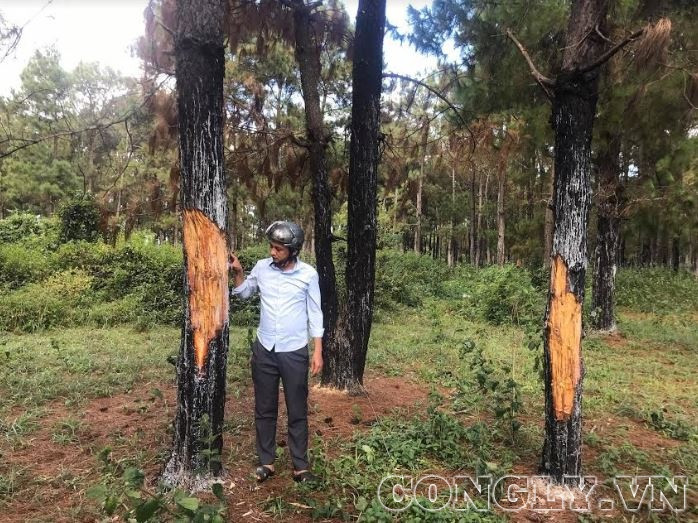 Gia Lai: Rừng thông hàng chục năm tuổi ở Đăk Đoa tiếp tục bị xâm hại