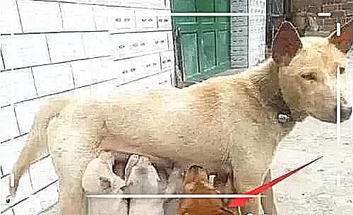 cho con bú 2