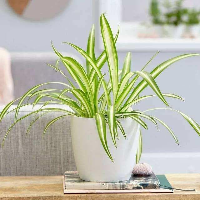 chất độc 1