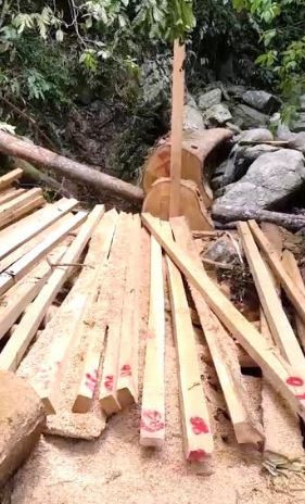 Quảng Ngãi: Lâm tặc khai thác, vận chuyển gỗ như “chốn không người”