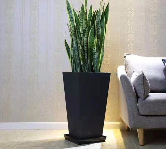 cây lưỡi hổ 2