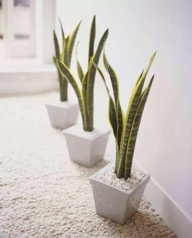 cây lưỡi hổ 7