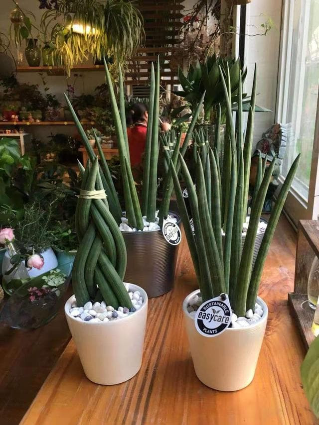 cây lưỡi hổ 8