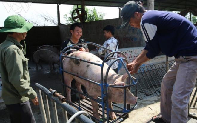 Giá lợn hơi lao dốc mạnh, người chăn nuôi chịu lỗ hàng triệu đồng/con - 1