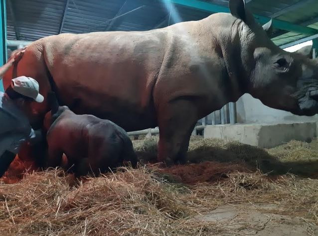 Kỷ lục 4 tê giác con chào đời trong vòng 16 tháng tại Vinpearl Safari