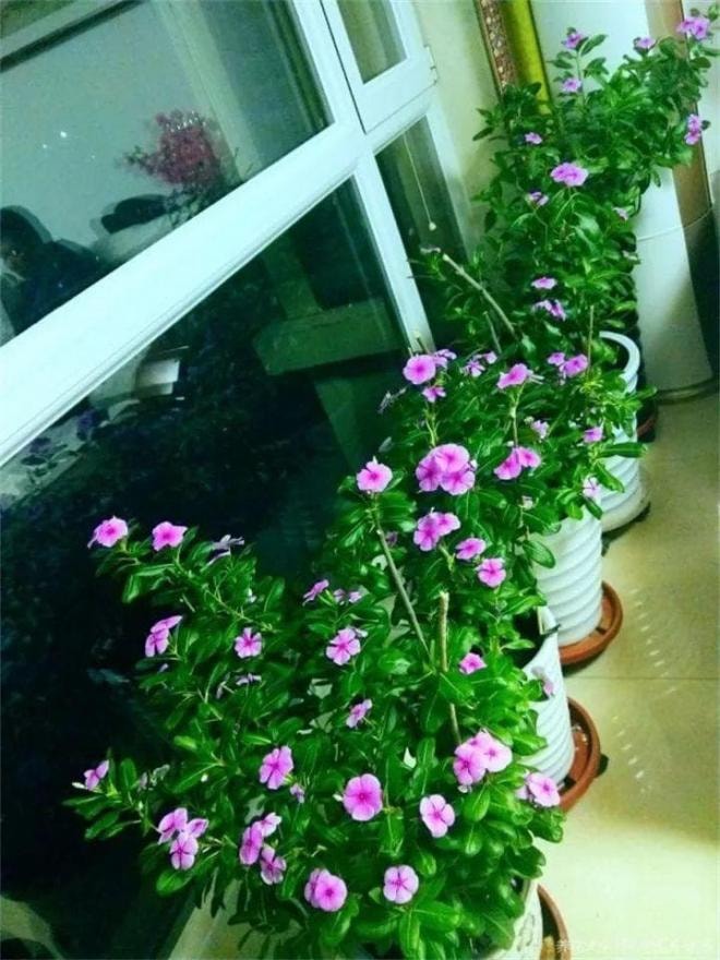 hoa cây cảnh 0