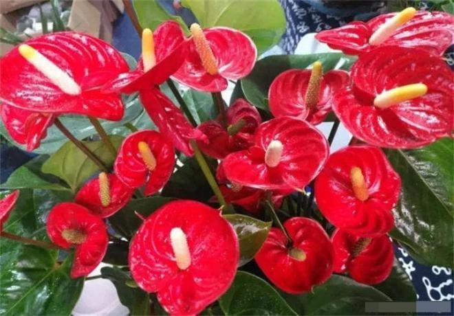 hoa cây cảnh 11