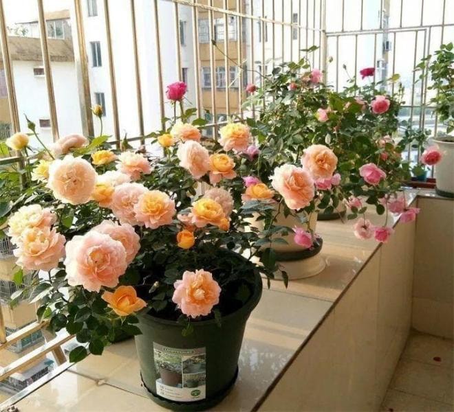 hoa cây cảnh 13