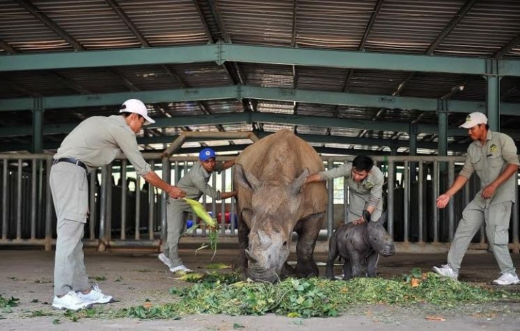 Gặp gỡ những tê giác con “quốc tịch Việt” ở Vinpearl Safari