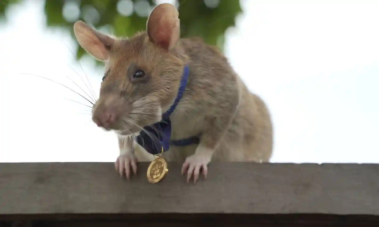 Chú chuột dò mìn đầu tiên trên thế giới được tặng huy chương vàng