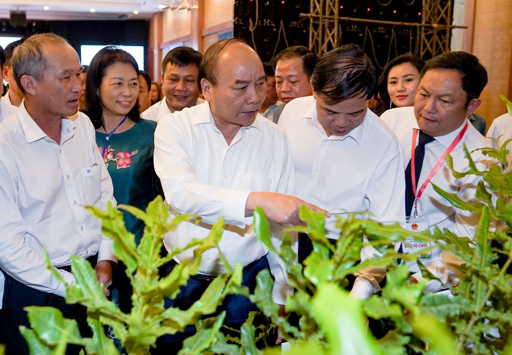 Thủ tướng: Xây dựng chiến lược phát triển cây mắc ca ở Việt Nam