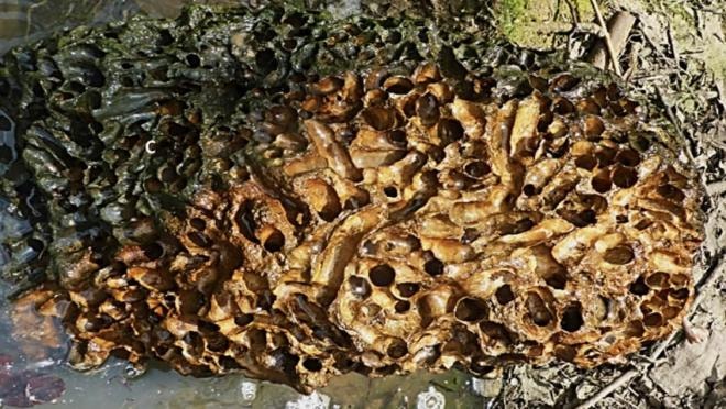 Phát hiện loài hà biển kỳ lạ ăn đá thải ra cát 0