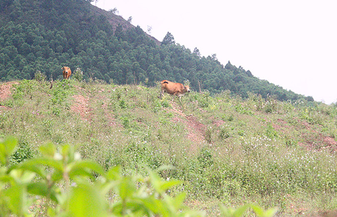 Một góc dự án nuôi bò của công ty Bình Hà ở Hà Tĩnh. Ảnh: Đức Hùng.