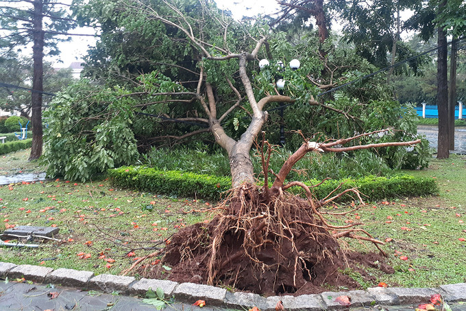 Cây xanh ở Hoa Viên Quang Trung, TP Pleiku bật gốc. Ảnh: Trần Hoá.