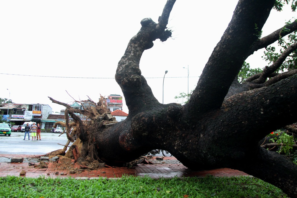 Tàu chìm, nhà sập, trường học tốc mái, cây xanh ngã đổ trong bão số 13 - 20