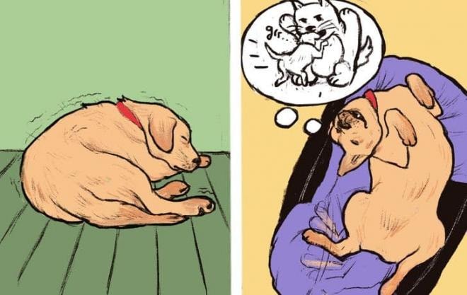 thói quen của chó cưng  2