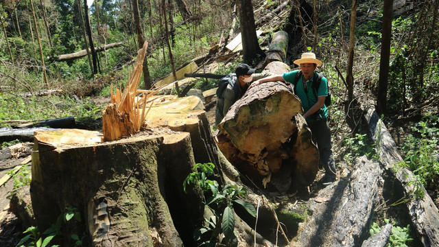 Lâm Đồng: Điều tra vụ phá rừng bạch tùng cổ thụ ở Đạ Đờn - Ảnh 1.