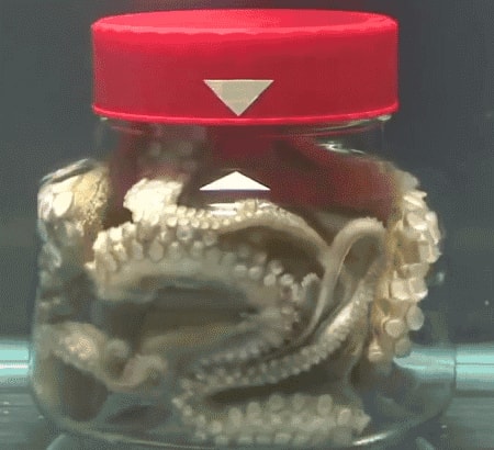 Bạch tuộc bước vào 