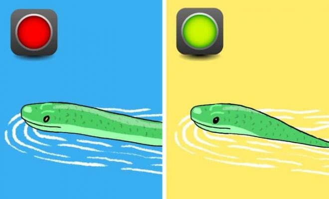 cách nhận biết rắn độc  2