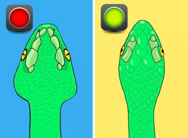 cách nhận biết rắn độc  3