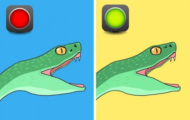 cách nhận biết rắn độc  4