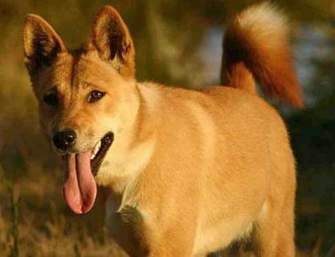 Sau khi 'Cậu Vàng' bị ném đá vì casting chó Shiba, diễn xuất lấy nước mắt hàng triệu khán giả của chú chó ta trong 'Đất Phương Nam' bất ngờ gây sốt trở lại   0