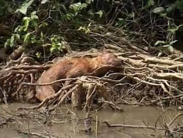 Sau khi 'Cậu Vàng' bị ném đá vì casting chó Shiba, diễn xuất lấy nước mắt hàng triệu khán giả của chú chó ta trong 'Đất Phương Nam' bất ngờ gây sốt trở lại   1
