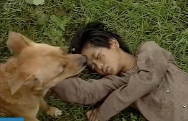Sau khi 'Cậu Vàng' bị ném đá vì casting chó Shiba, diễn xuất lấy nước mắt hàng triệu khán giả của chú chó ta trong 'Đất Phương Nam' bất ngờ gây sốt trở lại   5