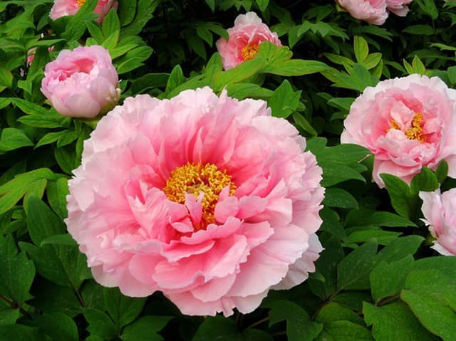 hoa-hai-duong-353988.jpg 0