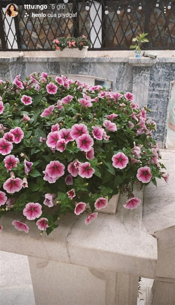 sao Việt trang trí nhà đón Tết 2021 2