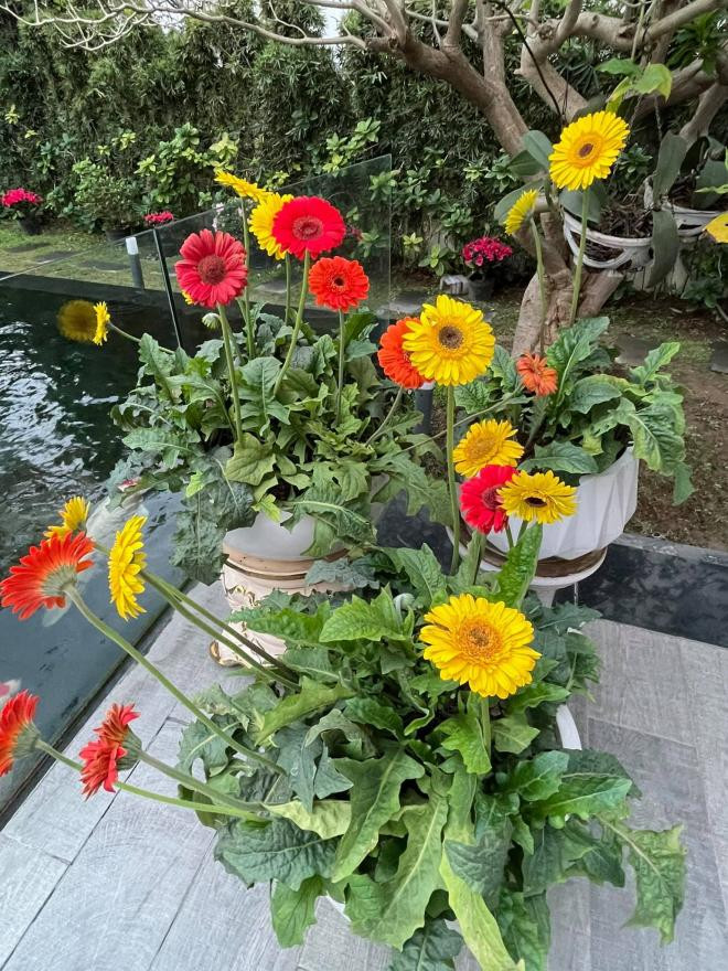Nguyễn Trần Trung Quân 5 Nguyễn Trần Trung Quân 5