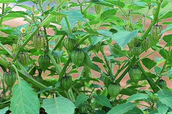 chế biến rau tầm bóp  0