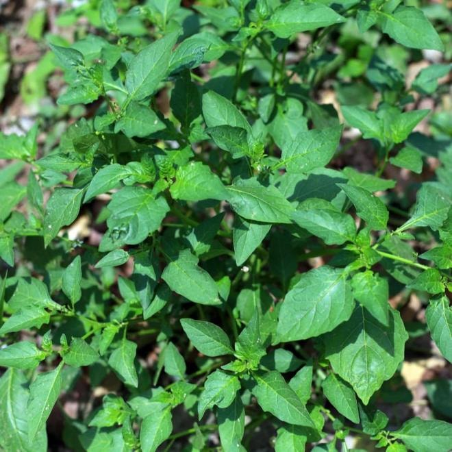 chế biến rau tầm bóp  1