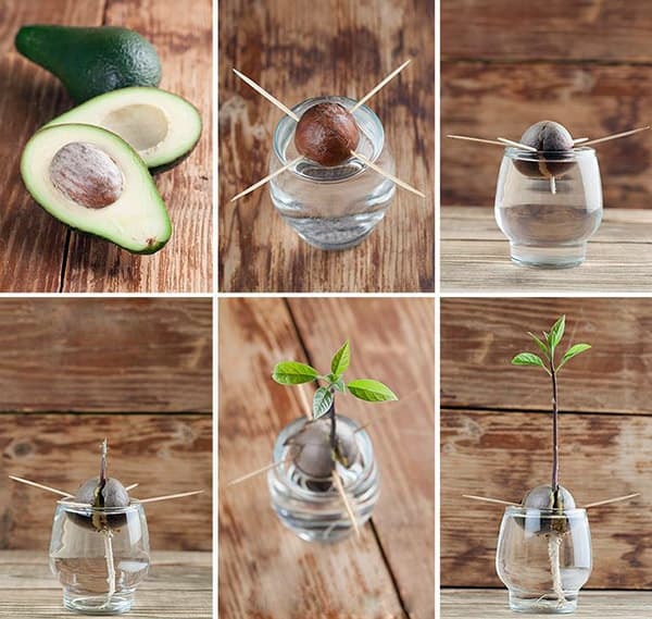 cách trồng bơ từ hạt  3