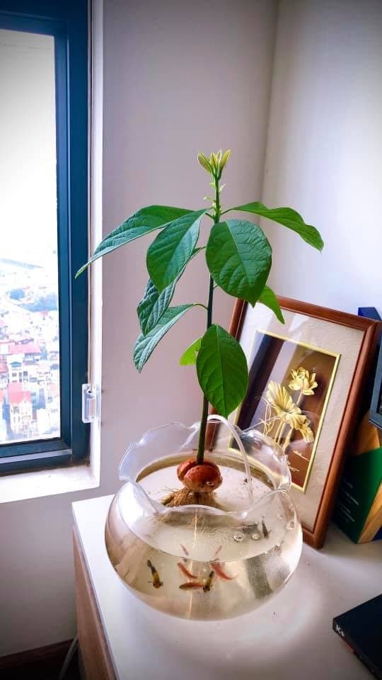 cách trồng bơ từ hạt  1
