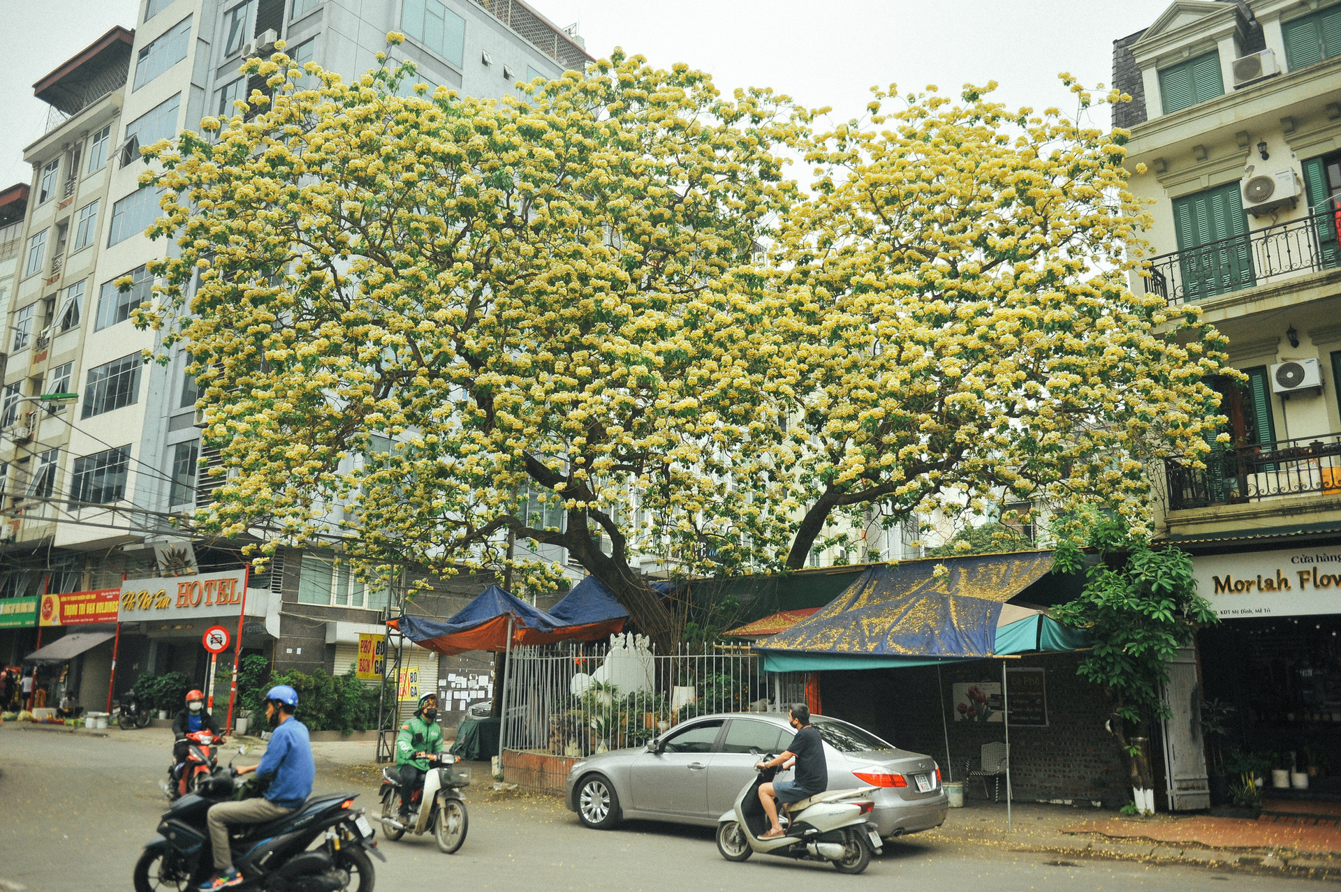 Cây bún 300 năm tuổi độc nhất ở Hà Nội nở bung khoe sắc - Ảnh 1.