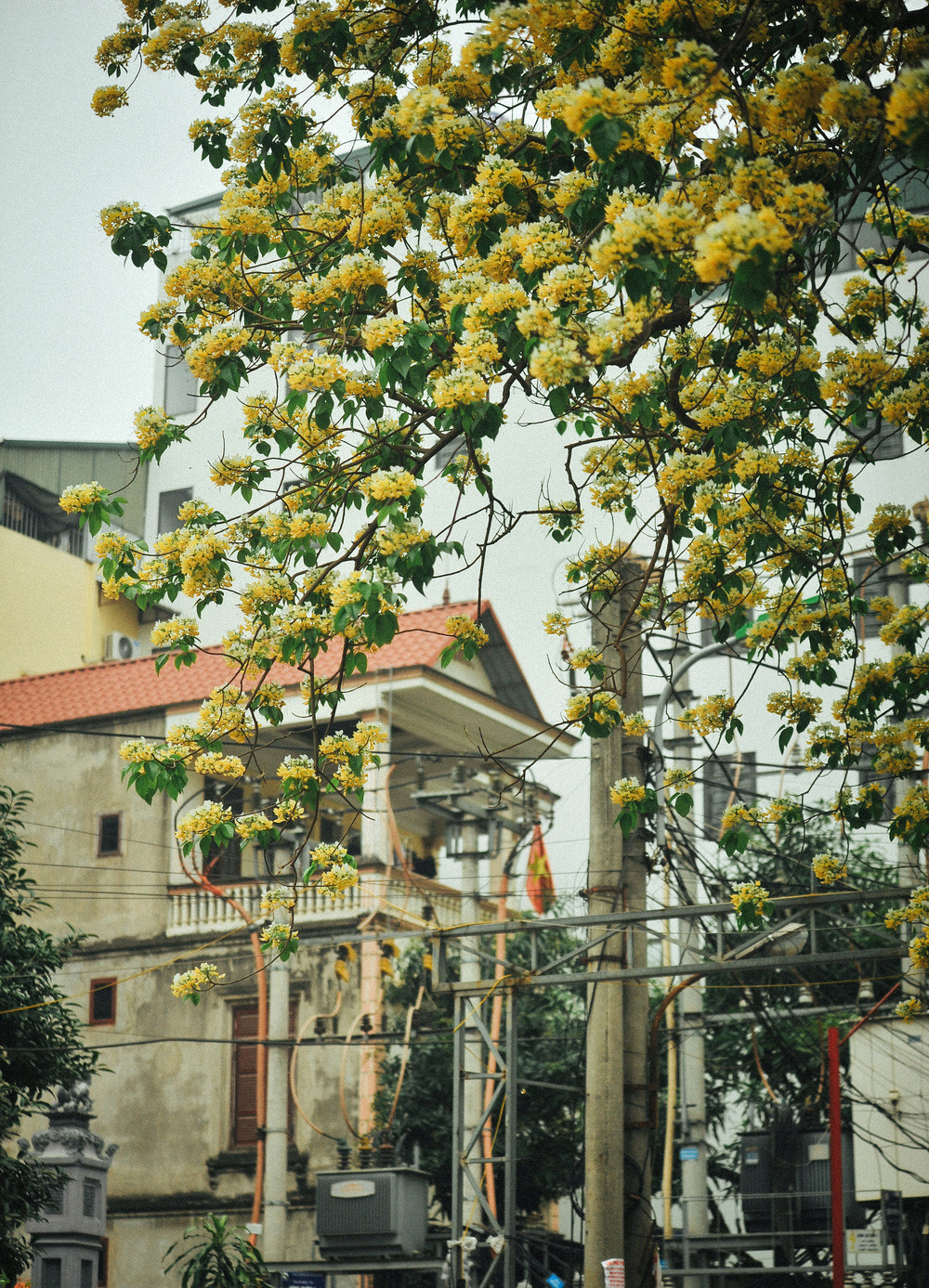 Cây bún 300 năm tuổi độc nhất ở Hà Nội nở bung khoe sắc - Ảnh 4.