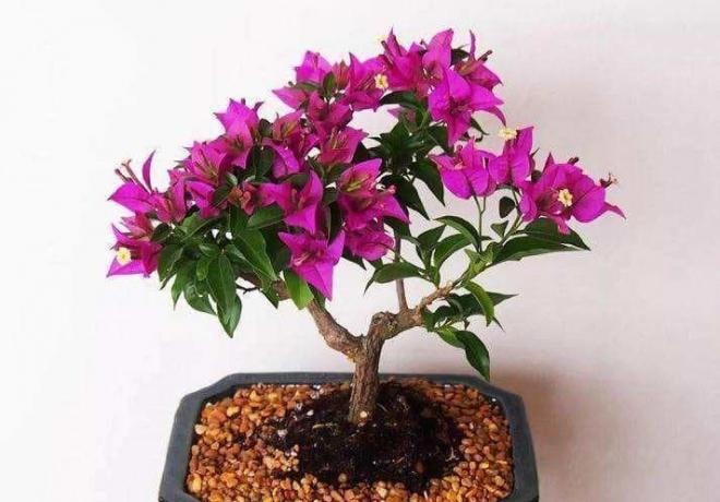 1-meo-trong-hoa-giay-ngoisaovn-w713-h497 4