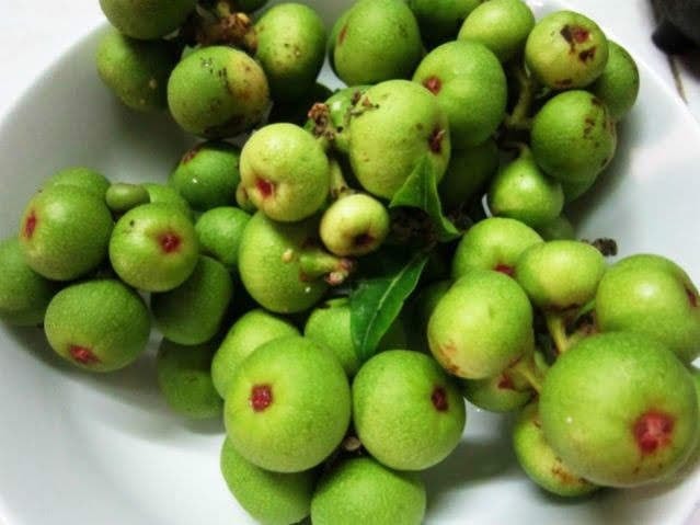 sung-muoi-xoi-274 (1).jpg 0