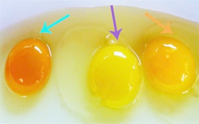 Màu sắc lòng đỏ trứng gà 0