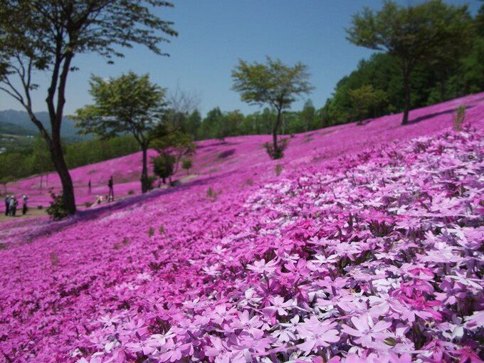 Hoa chi anh là giống hoa mọc sát đất có nguồn gốc từ Mỹ, tên tiếng Nhật là shibazakura có nghĩa là cỏ anh đào. Khi nở hoa mang nhiều sắc hồng từ nhạt tới đậm và đặc biệt lúc rộ nhất thì có màu hồng khá giống hoa anh đào. Ảnh: Kyuhoshi