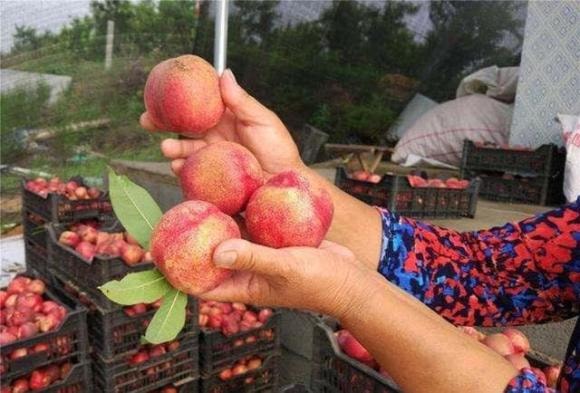 mẹo hay, chọn đào, kinh nghiệm đi chợ, mua hoa quả