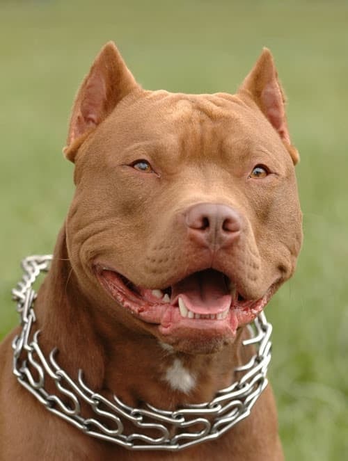 Chó Pitbull tấn công cả chủ, cắn bạn của chủ nhiều lần cho đến tử vong 2