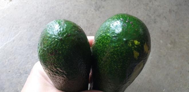 cách chọn bơ già 1 cách chọn bơ già 1