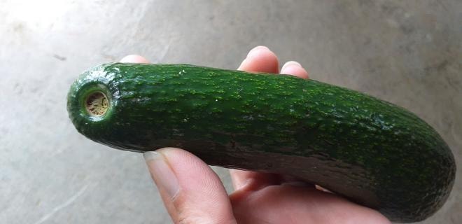cách chọn bơ già 2 cách chọn bơ già 2