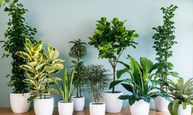 chăm sóc cây ngày nắng nóng  2