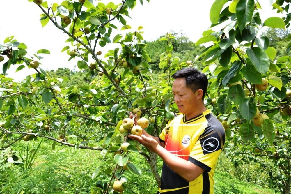 Một cây lê 5 năm tuổi ở vườn nhà anh Tráng Seo Xà, xã Quan Lùng Thẩn, huyện Si Ma Cai