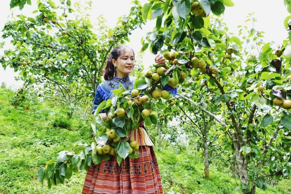 Mùa này, lê ở Si Ma Cai bắt đầu chín rộ