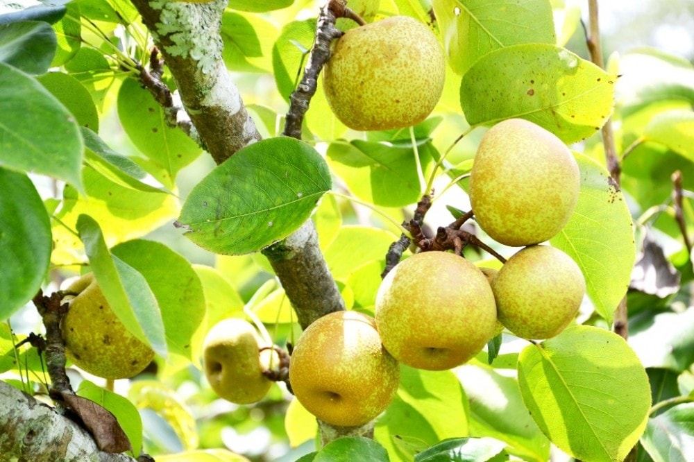 Những cây lê quả đeo trĩu cành