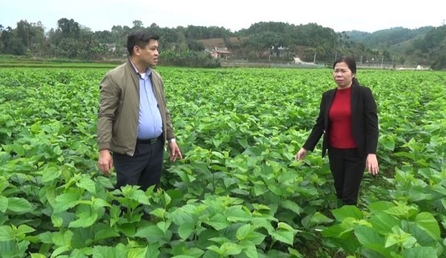 Nông nghiệp sạch phát triển mạnh mẽ ở huyện Trấn Yên, Yên Bái.